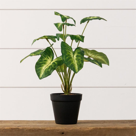 POTTED SYNGONIUM